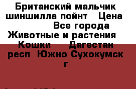 Британский мальчик шиншилла-пойнт › Цена ­ 5 000 - Все города Животные и растения » Кошки   . Дагестан респ.,Южно-Сухокумск г.